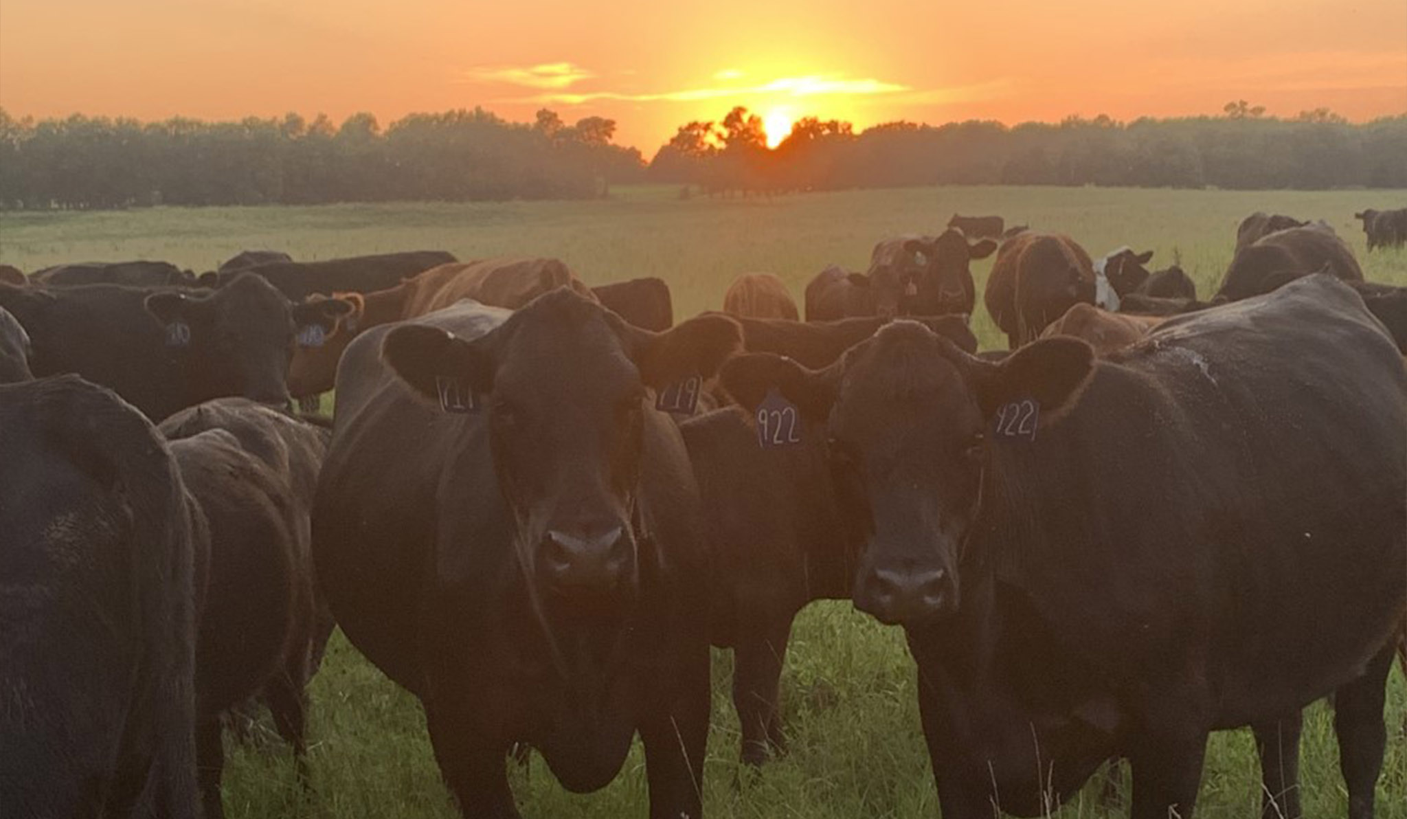 Countryside Veterinary Clinic Veterinarian in KS US